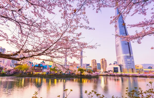 Пейзаж, city, город, вишня, весна, сакура, цветение, South Korea