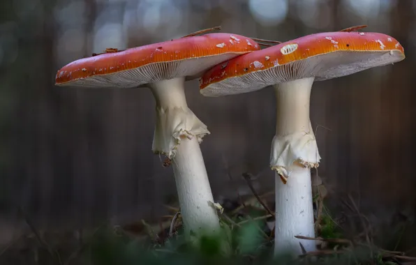 Лес, макро, грибы, мухоморы, парочка, боке, два мухомора