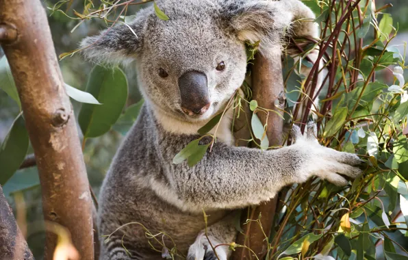 Картинка дерево, эвкалипт, коала