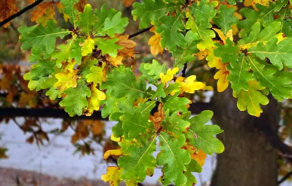 Autumn, tree, leaf, twig