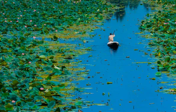 Картинка Индия, цветы, озеро Дал, Сринагар, Джамму и Кашмир, лодка, листья, лотос