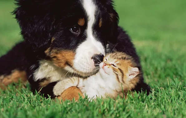 Картинка трава, котенок, собака, дружба