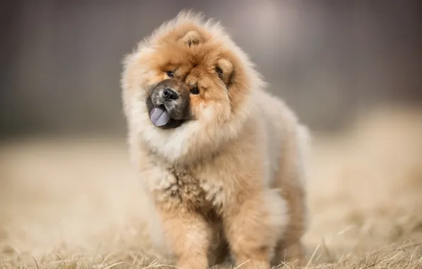 Картинка animal, adorable dog, adorable puppy, chow chow dog, chow chow