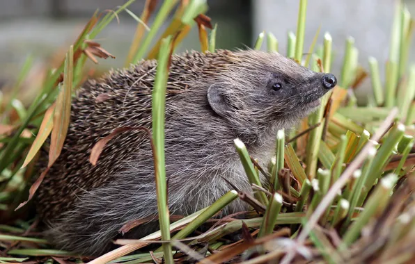 Природа, фон