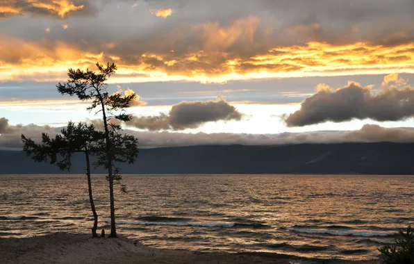Море, небо, пейзаж, дерево