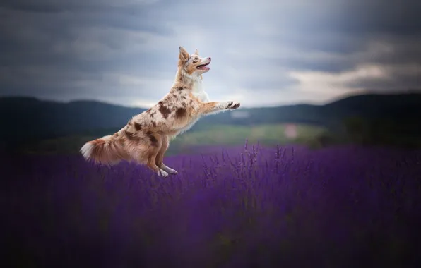 Картинка поле, радость, прыжок, собака, лаванда, Бордер-колли