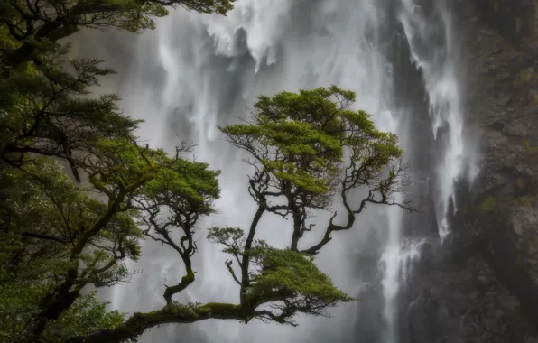 Дерево, водопад, Новая Зеландия, New Zealand, сосна, Кентербери, Canterbury, Arthur's Pass National Park