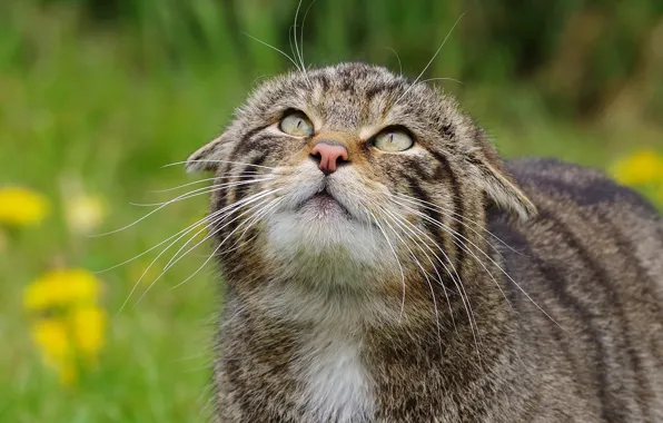 Кошка, кот, морда, серый, полосатый, дикий, лесной, дикий кот