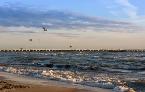 Море, пляж, небо, солнце, птицы, побережье, чайки, пирс