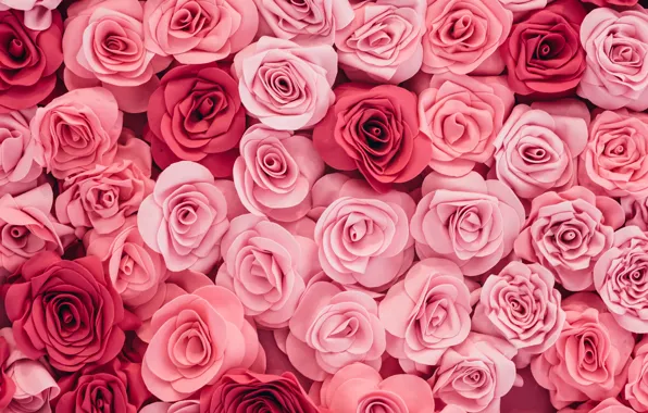 Картинка цветы, бутоны, flower, много, pink, roses