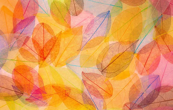Листья, фон, colorful, abstract, autumn, leaves, осенние, transparent
