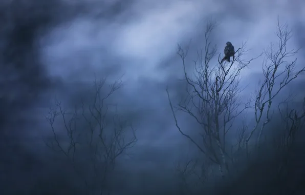 Картинка ночь, дерево, птица