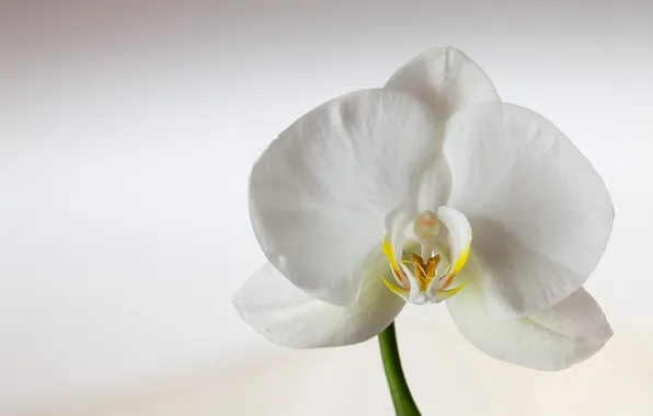 Картинка цветок, лепестки, белая, орхидея