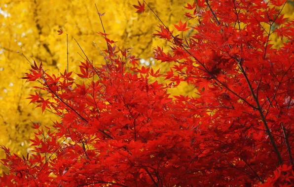 Картинка осень, листья, деревья, желтые, красные, клен, крона