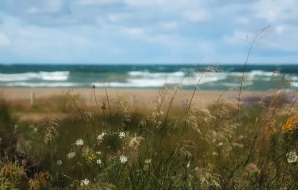 Картинка море, трава, природа