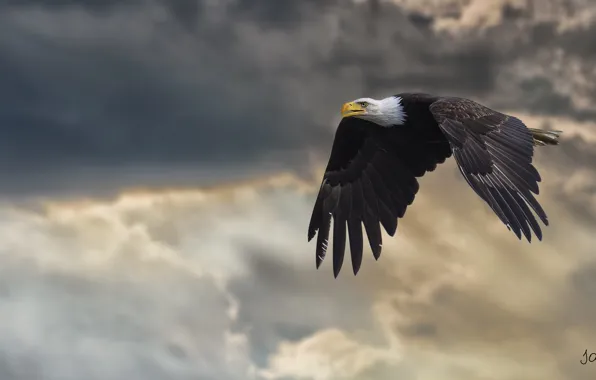 Картинка крылья, мощь, полёт, белоголовый орлан, хищная птица