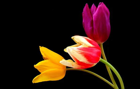 Картинка тюльпаны, черный фон, разноцветные, крупным планом
