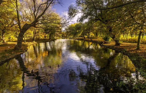 Осень, деревья, парк, река, Англия, England, Barnsley, South Yorkshire