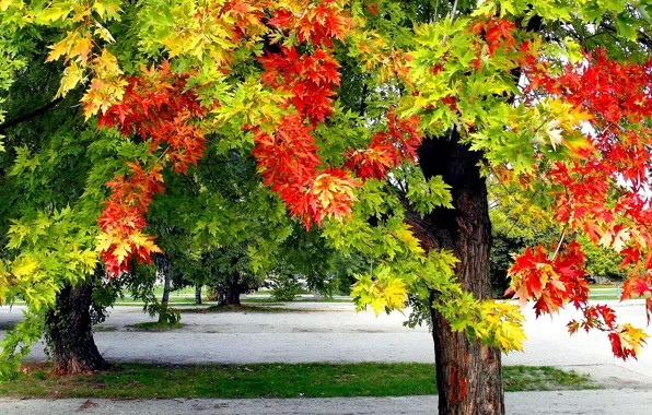 Осень, листья, парк, дерево