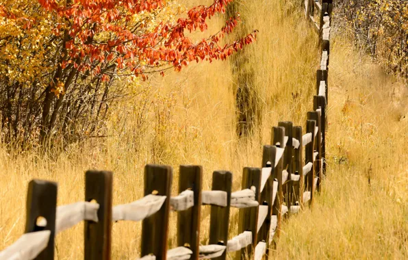 Картинка осень, природа, забор