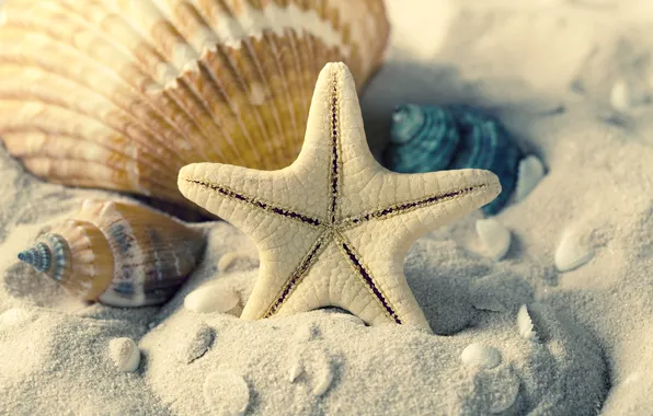 Картинка песок, море, лето, ракушки, морская звезда