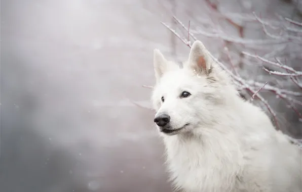 Взгляд, морда, снег, ветки, собака, боке, Белая швейцарская овчарка