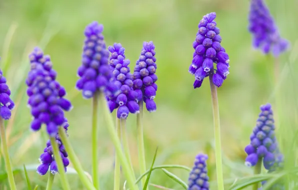 Flower, spring, grape hyacinths