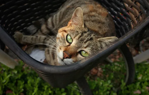 Зелень, кошка, лето, кот, взгляд, поза, уют, серый