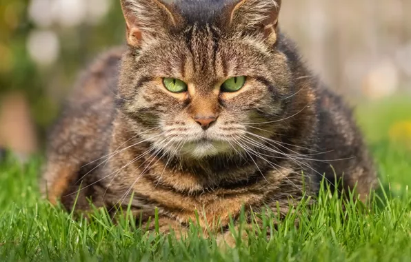 Кошка, кот, взгляд, морда, серый, суровый