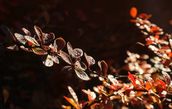 Dark, autumn, leaf, plant, fall, twig