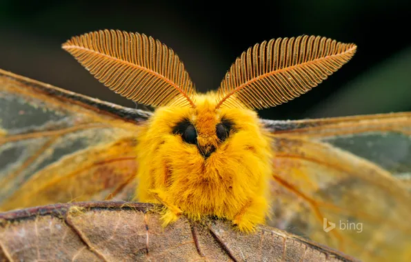 Картинка глаза, природа, лист, крылья, Китай, насекомое, шелкопряд