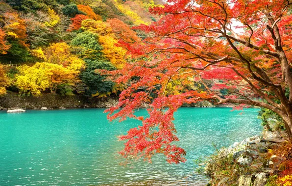Осень, листья, деревья, парк, Japan, Kyoto, nature, park