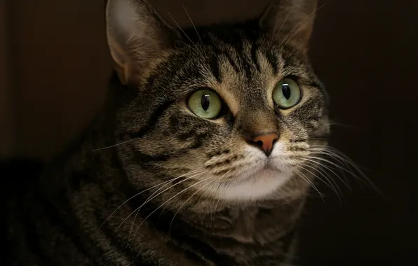 Картинка кот, взгляд, серый, пололсатый