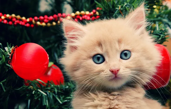 Картинка котенок, праздник, елка