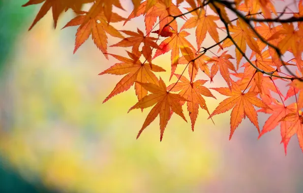 Картинка листья, фон, ветка, клен, японский