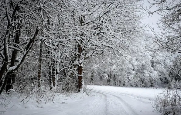 Картинка зима, дорога, лес, снег, деревья, фото, кусты