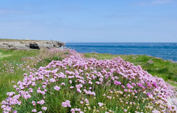 Картинка море, пляж, цветы, берег, beach, sea, flowers, purple