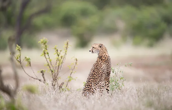 Beautiful, sitting, cheetah, bush, big cat, waiting-prey
