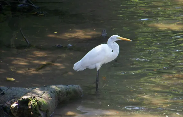 Birds, Brazil, Great Egret (Ardea alba), Ubatuba city