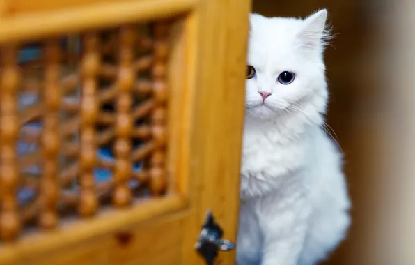 Картинка кошка, белый, взгляд, котенок, фон, глазки, размытие, дверь
