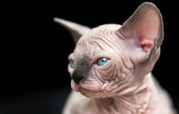 Кошка, взгляд, котенок, портрет, малыш, черный фон, мордашка, сфинкс
