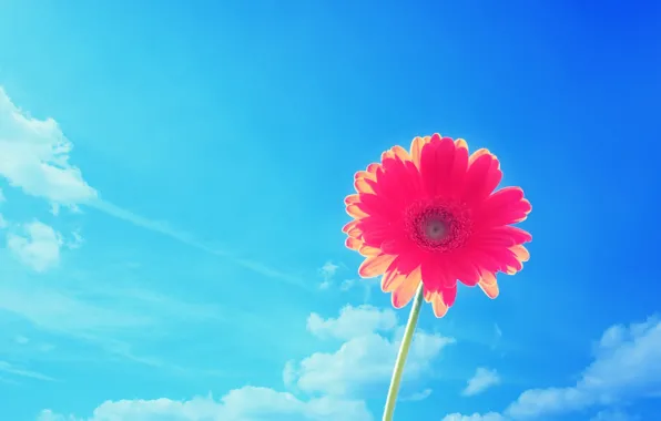 Картинка цветок, лето, небо, Природа