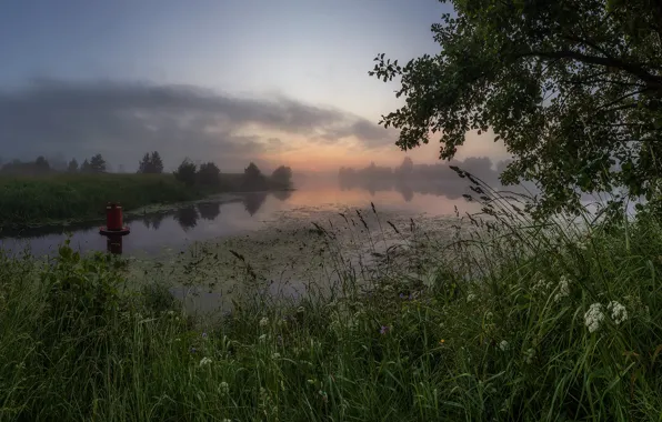 Картинка трава, пейзаж, природа, туман, река, рассвет, утро, берега