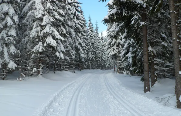 Картинка зима, лес, снег, Чехия, Шумава, Богемия, Prášily, narodni park Šumava