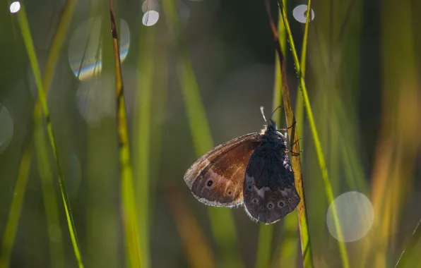 Картинка лето, бабочка, насекомое
