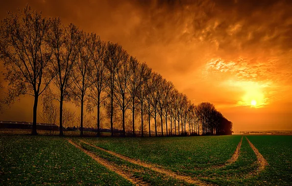 Картинка дорога, поле, небо, облака, деревья, закат