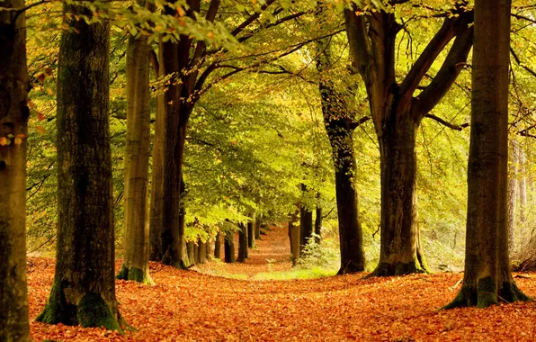 Картинка осень, деревья, природа, стволы, листва, аллея