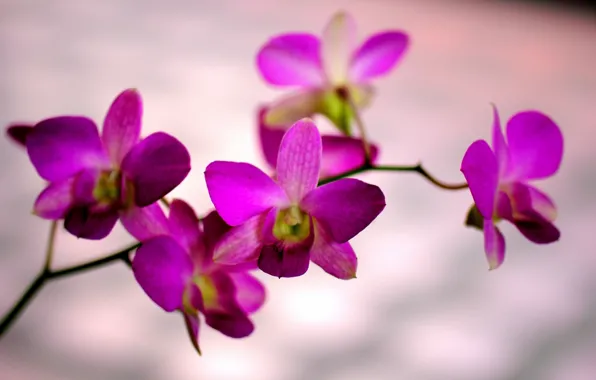 Цветы, ветка, орхидея, orchid, малиновый