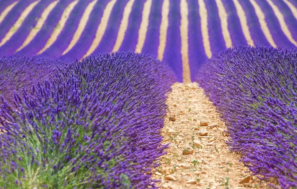 Поле, Франция, лаванда, Provence