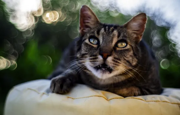 Зелень, кошка, кот, взгляд, морда, свет, природа, поза